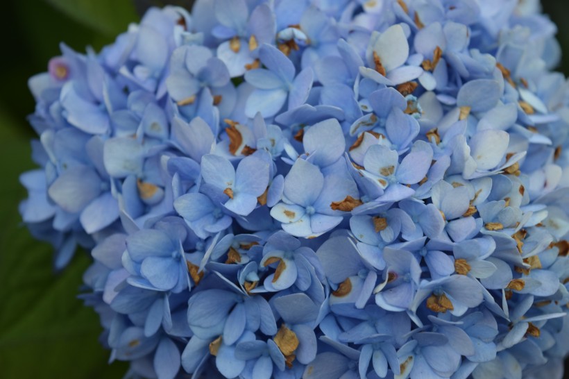 團(tuán)花錦簇各種顏色的繡球花圖片