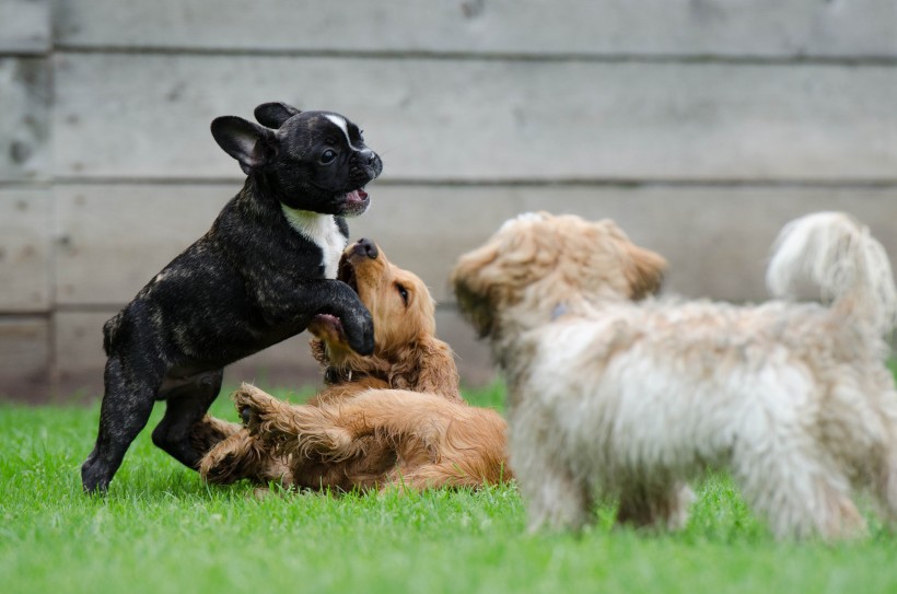 呆萌可愛的法國斗牛犬圖片