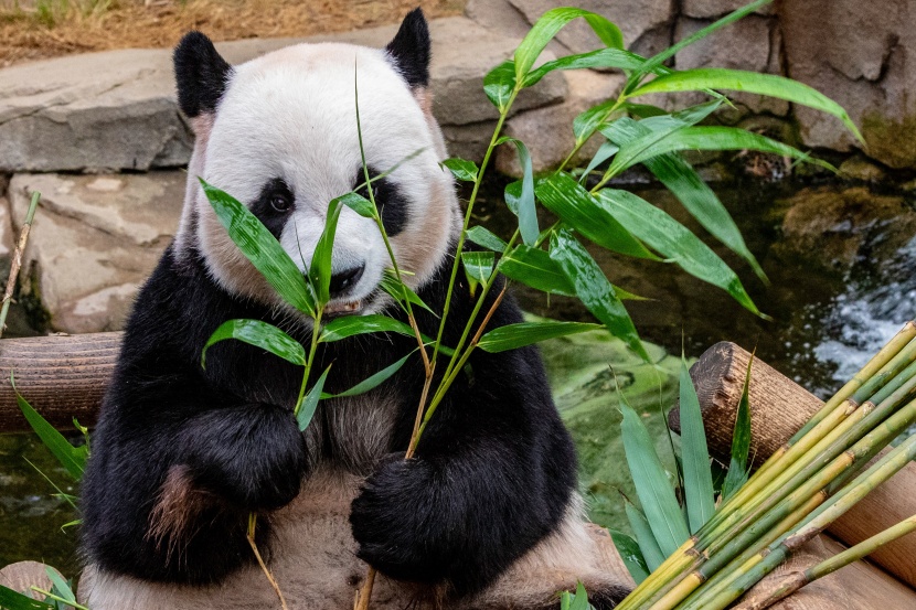 认真吃竹子的熊猫图片