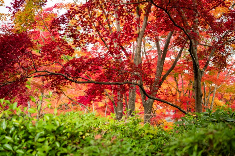 京都枫叶图片