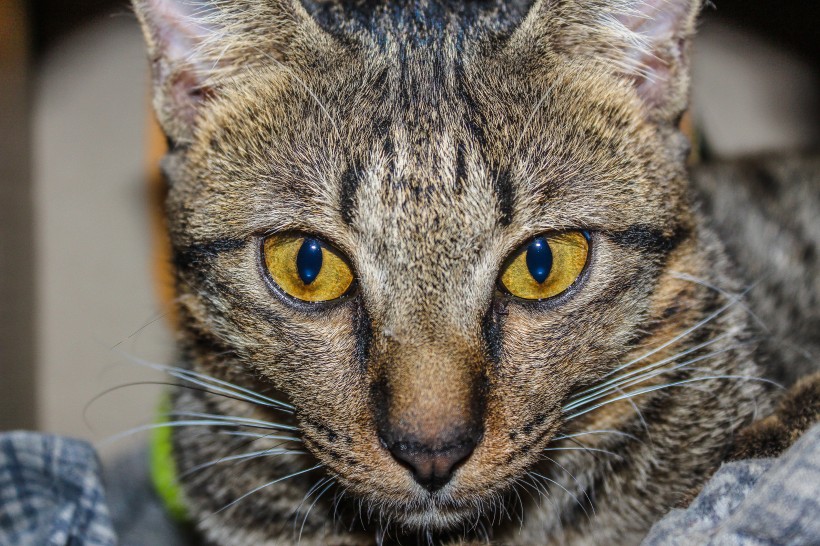 一只灰色的小猫特写图片