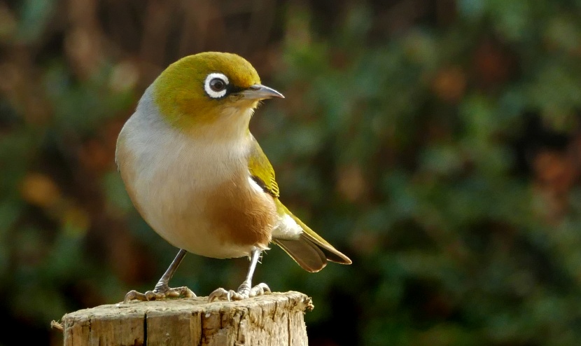 鳴聲婉轉(zhuǎn)悠揚(yáng)的繡眼鳥(niǎo)圖片