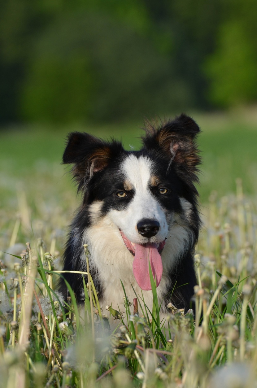 忠誠(chéng)溫順的牧羊犬圖片