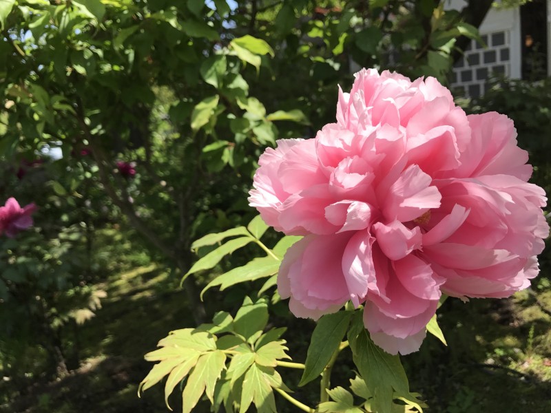 盛开的粉红色牡丹花图片