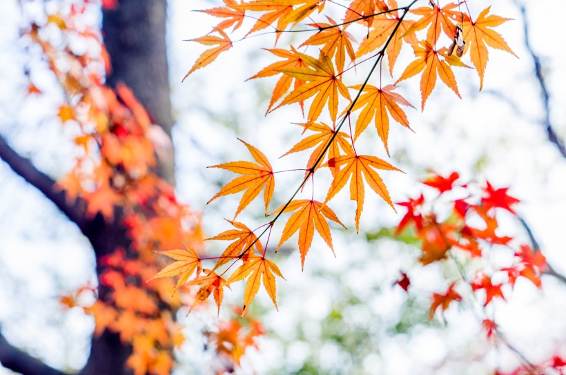 江蘇南京棲霞寺紅楓與銀杏風景圖片