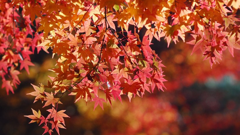 秋季红色的枫叶图片