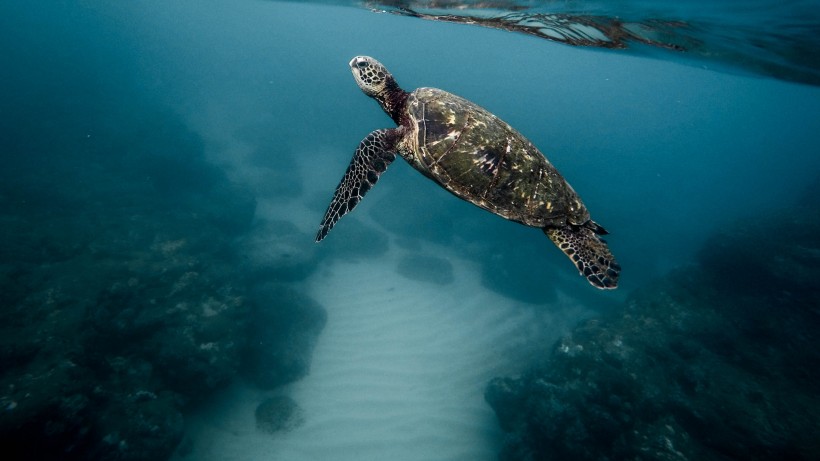 水中奋力游泳的海龟图片