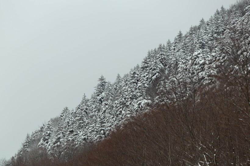 冬天被雪覆盖的树图片