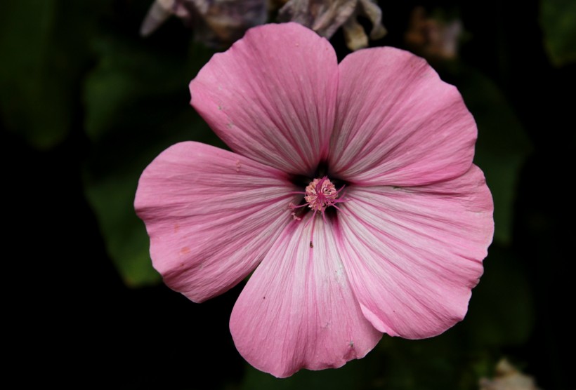 纖細(xì)純潔的芙蓉花圖片