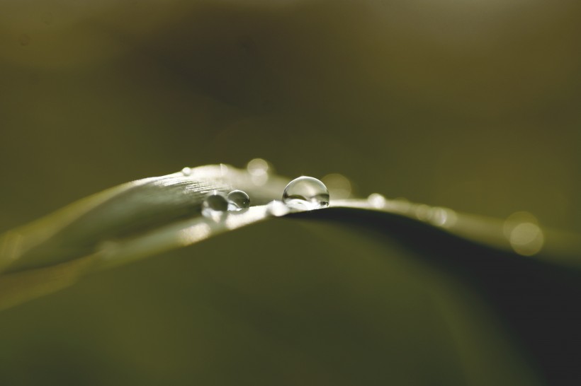 植物叶子上的水珠图片