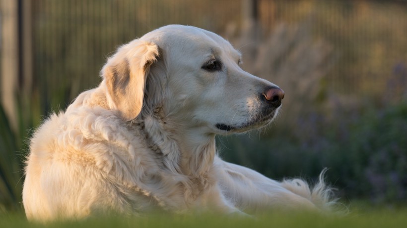 活潑忠誠的拉布拉多獵犬圖片