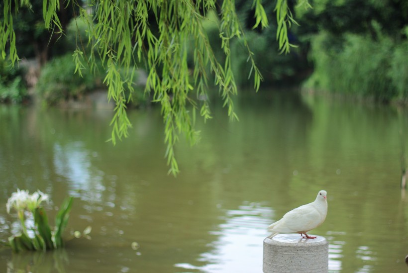 美丽的垂柳图片