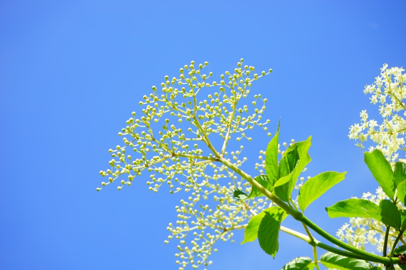 接骨木鮮花圖片