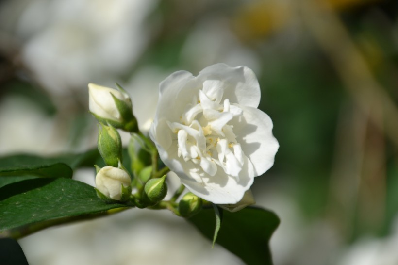 純潔芳香的茉莉花圖片