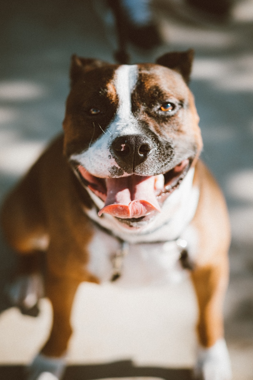 憨萌可爱的斗牛犬图片