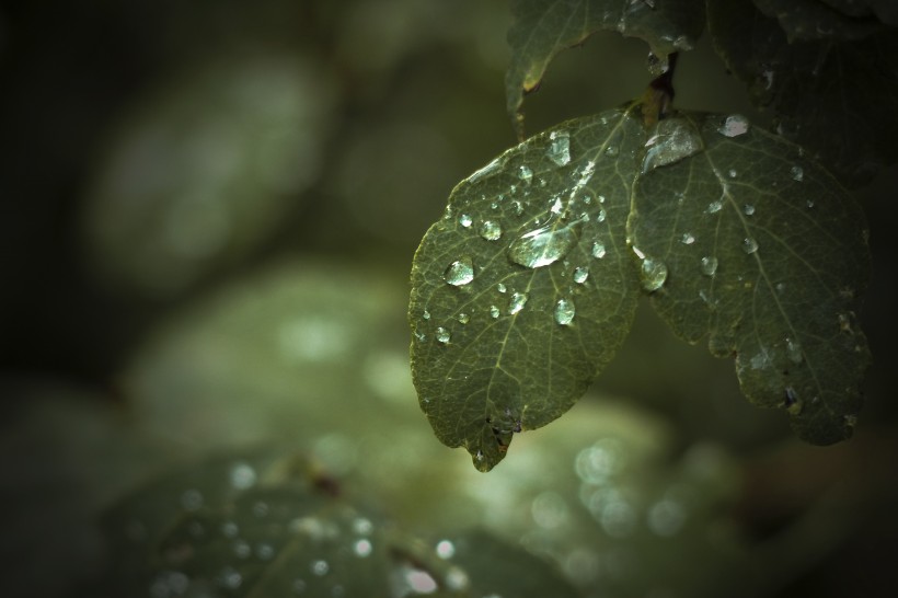 葉子上的水珠圖片