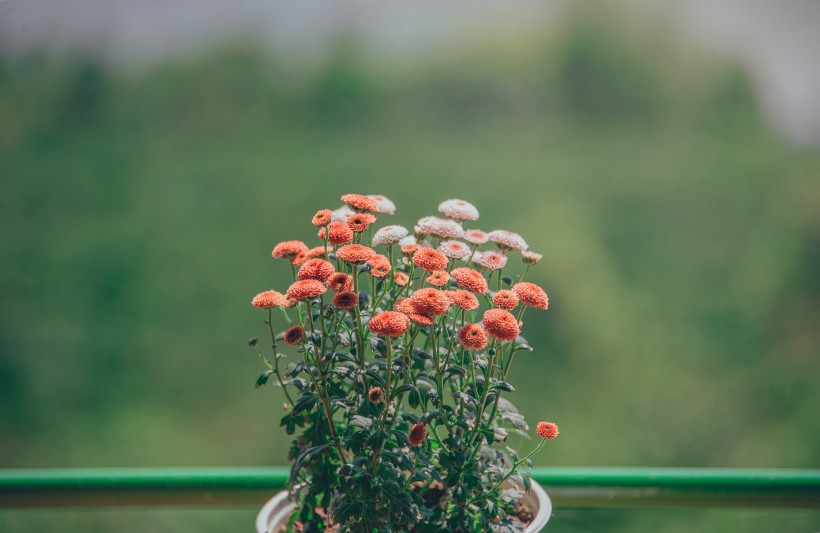 清新雅致的花朵