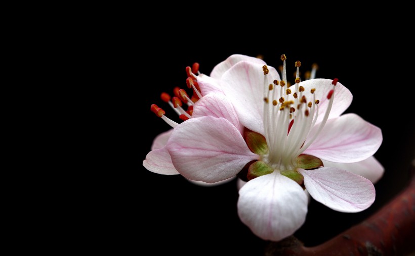 美丽的山桃花图片