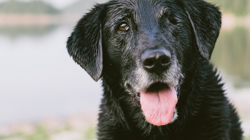 活潑忠誠的拉布拉多獵犬圖片