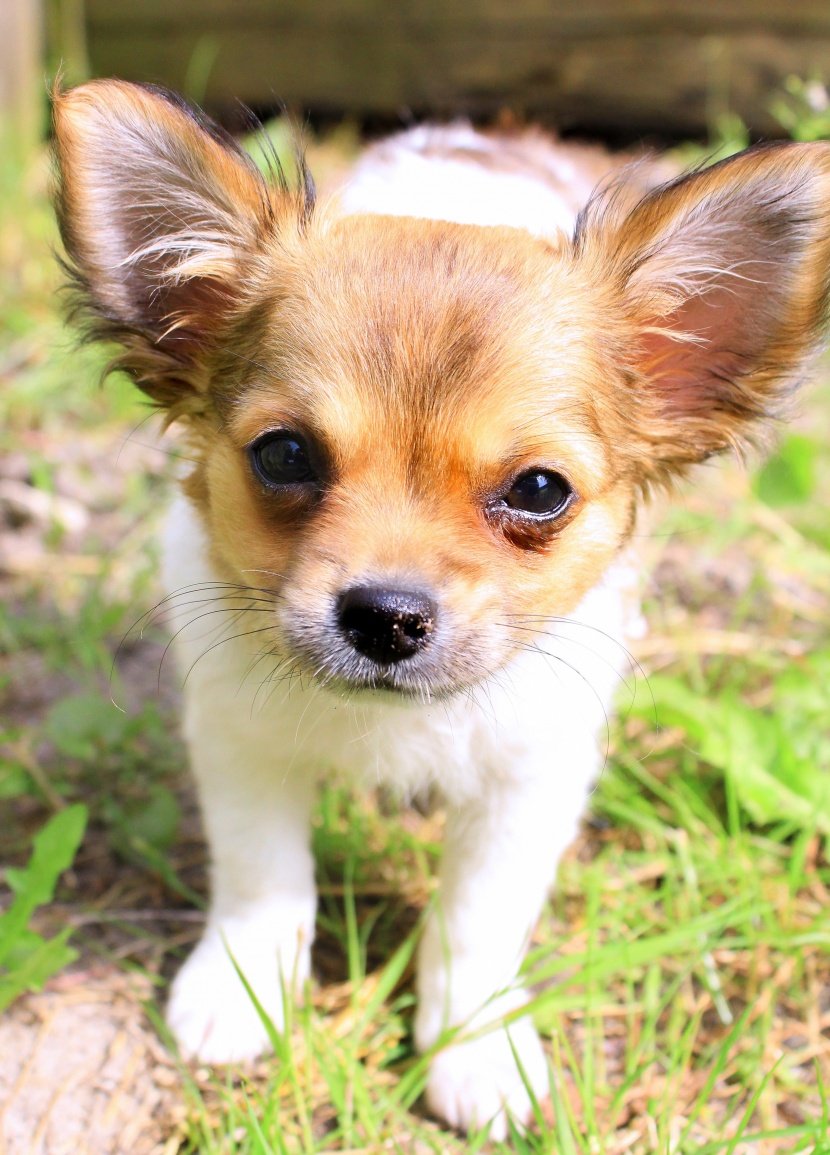 活潑聰穎的蝴蝶犬圖片