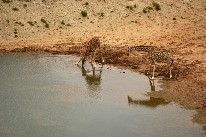 南非的国兽长颈鹿图片