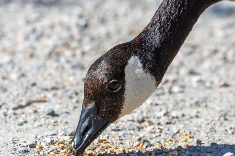 个性十足的加拿大黑雁图片