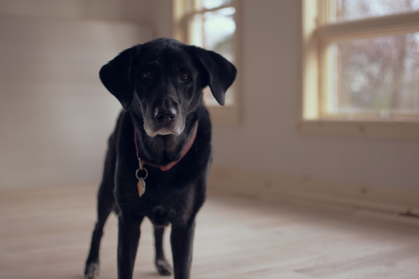 黑色的拉布拉多猎犬图片