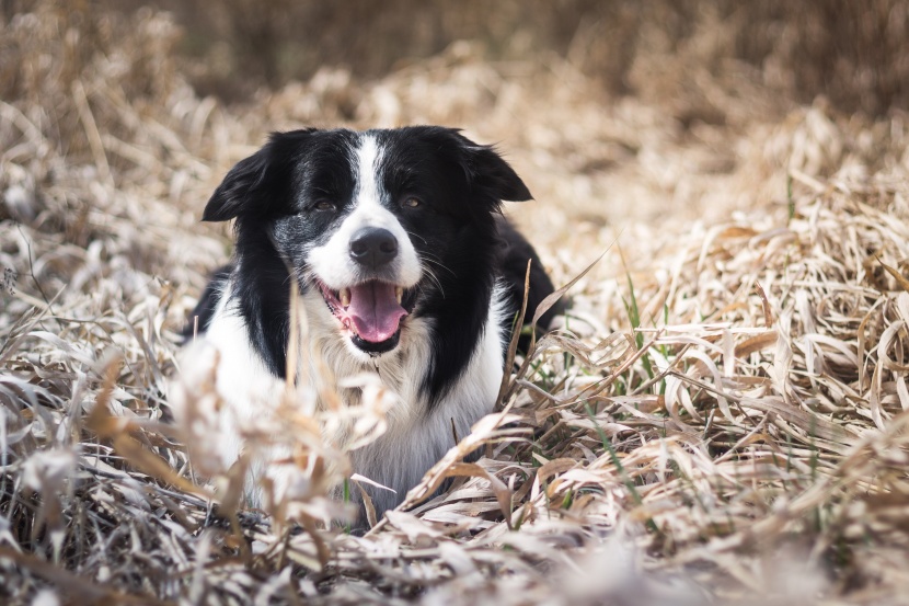 聰明敏銳的邊境牧羊犬圖片