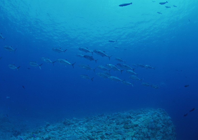 海底生物图片