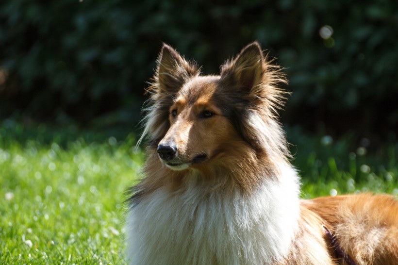 忠诚温顺的牧羊犬图片