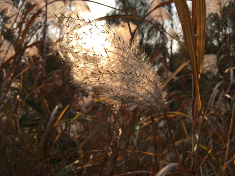 漂亮柔韧的芦苇图片