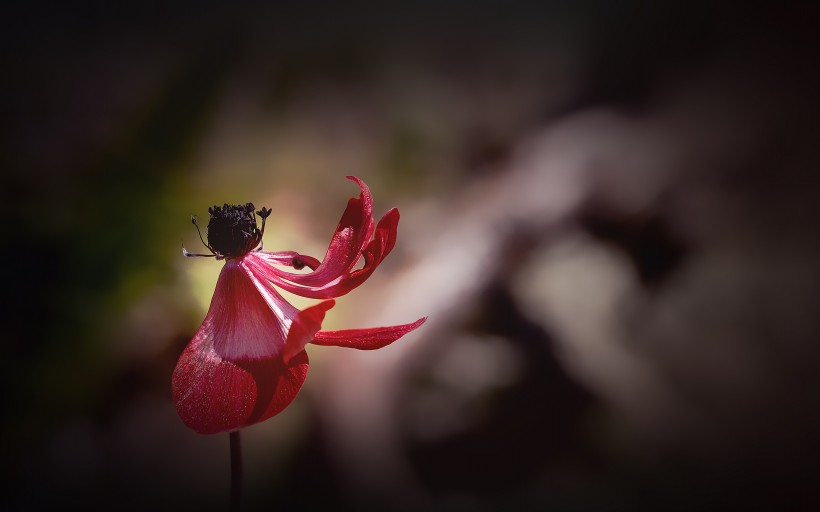 紅色銀蓮花圖片