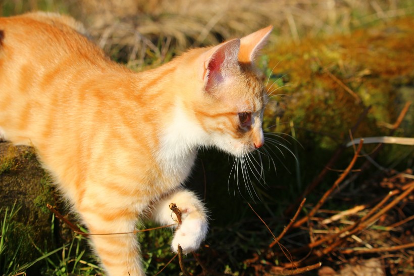 顽皮可爱的虎斑猫图片