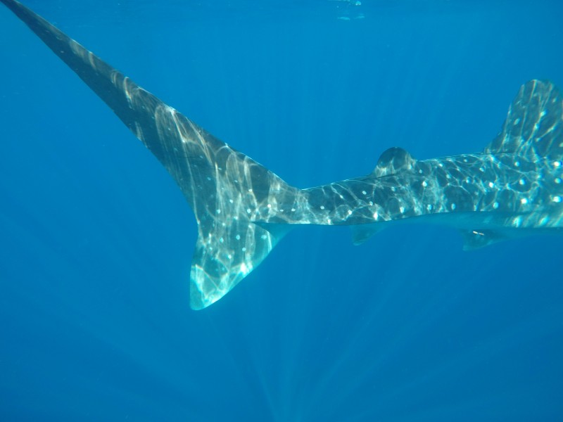 神秘温顺的鲸鲨图片