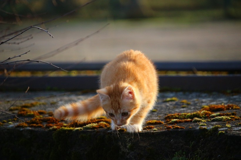 呆萌可爱的虎斑猫图片