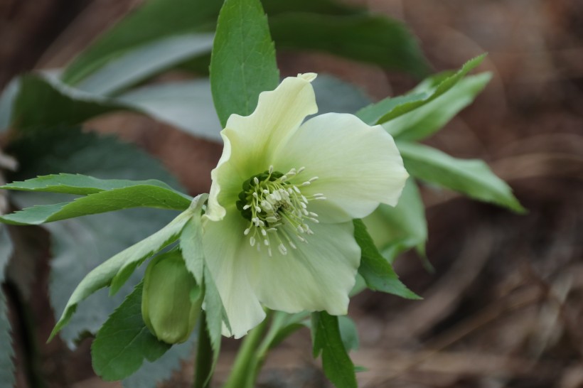 五顏六色的藜蘆鮮花圖片