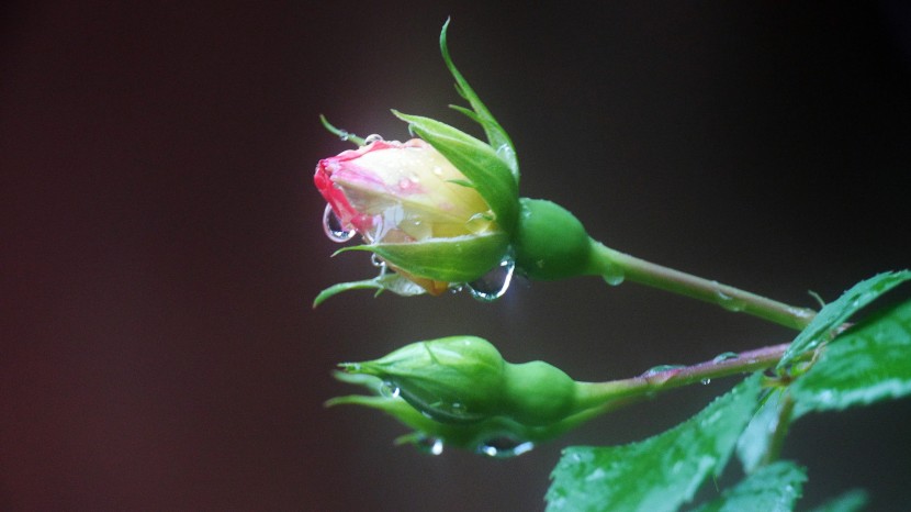 雨后的鲜花图片