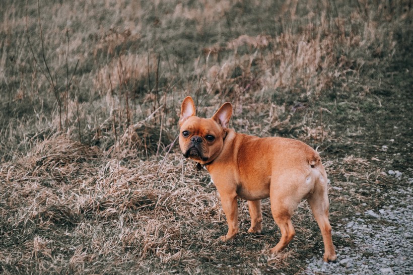 性情友善的法國斗牛犬圖片