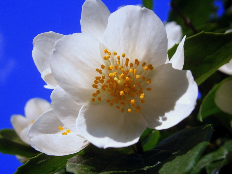 芳香潔白的茉莉花圖片