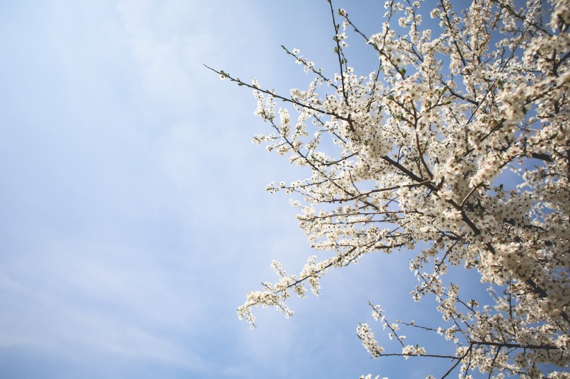 清香淡雅的苹果花图片