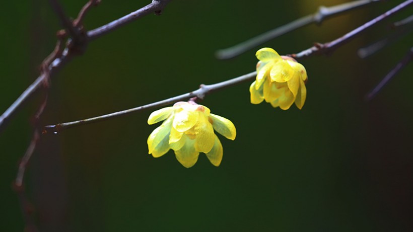 黃色臘梅花圖片