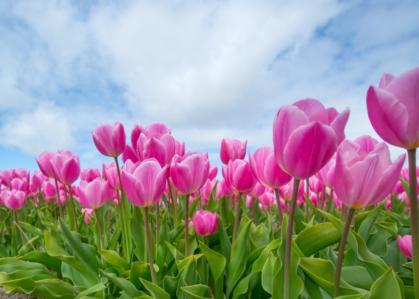 郁金香花田图片