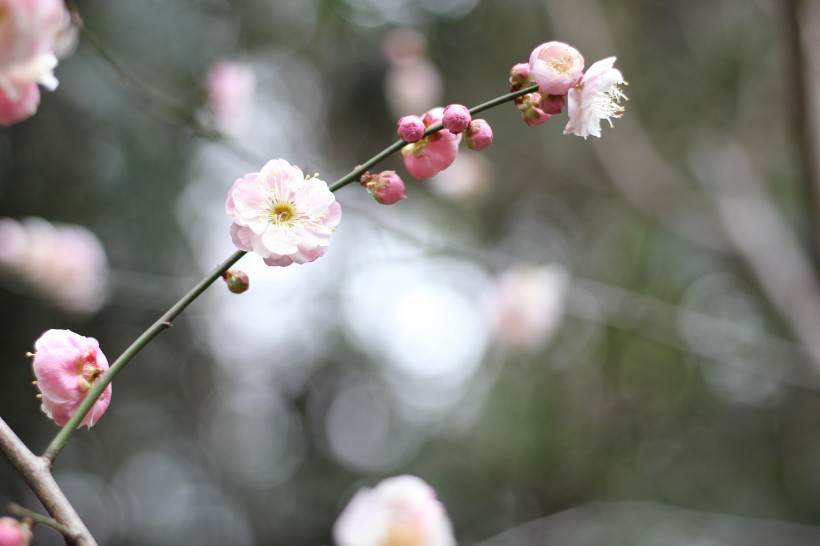 粉色的江梅花图片