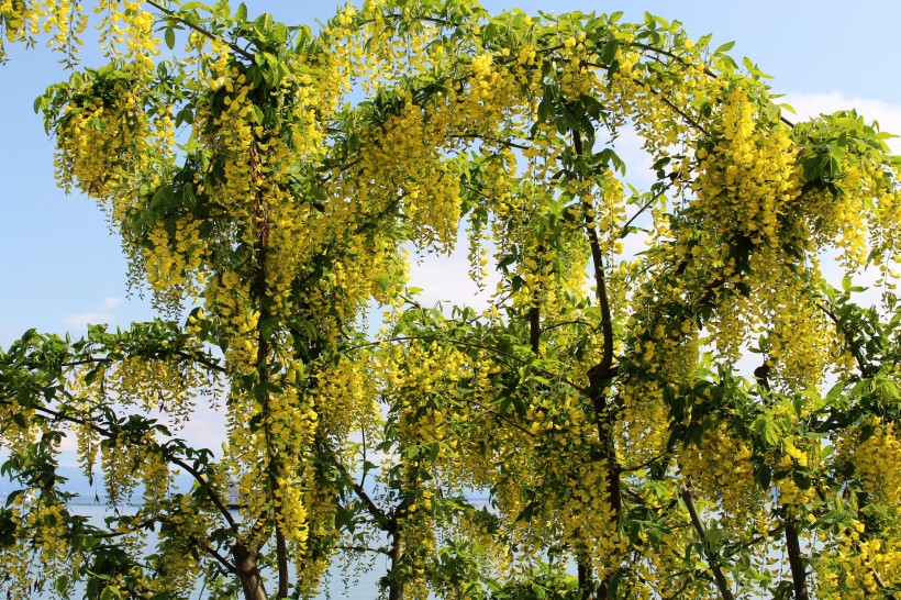 花团锦簇的金色金链花图片