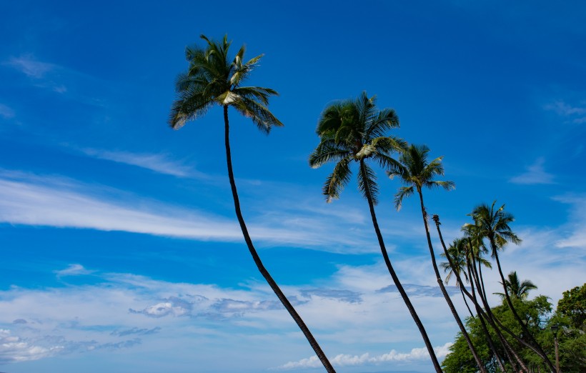 热带常绿乔木椰子树图片