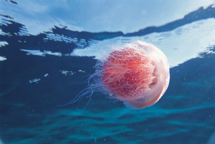 海洋鱼类生物特写图片