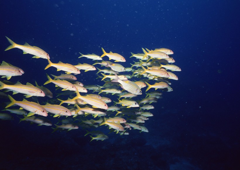 海底生物图片