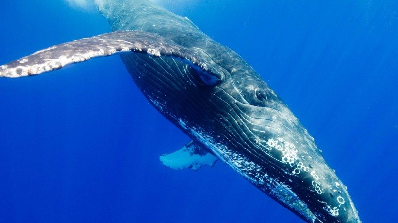 海底世界海洋生物圖片