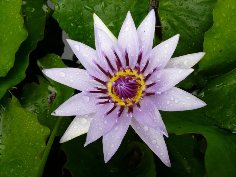 雨后的鲜花图片