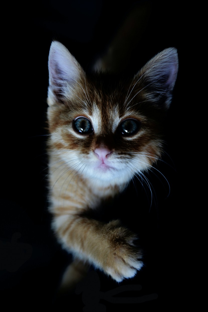 可爱的猫咪幼崽图片
